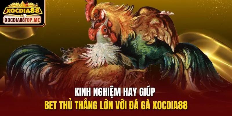 Kinh nghiệm hay giúp bet thủ thắng lớn với đá gà xocdia88